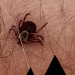 Tick Talk