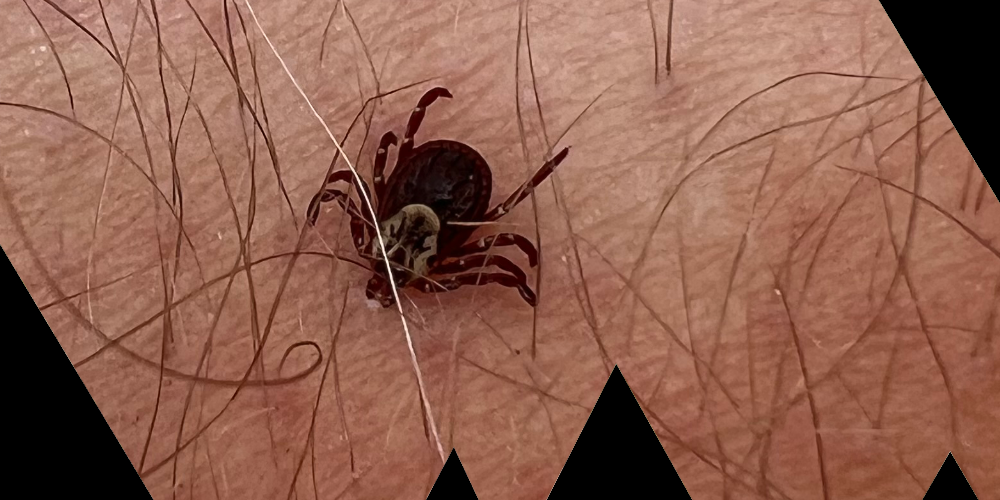 Tick Talk