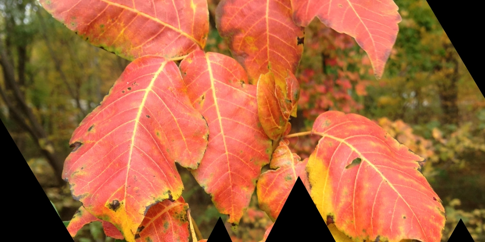 Look, Don’t Touch: Hazardous Plants on the Trail