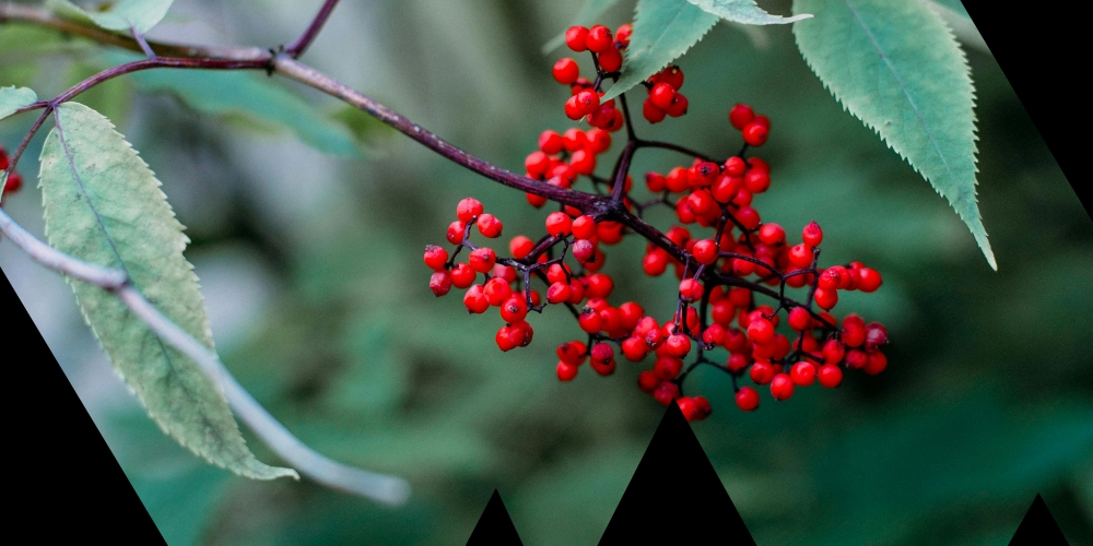 Hazardous Berries & Wild Edibles